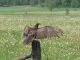 RC-Birds - Turkey Vulture