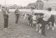 ORG-COBDEN AGRICULTURAL SOCIETY & FAIR, 1971 Judging Shorthorn cattle Hartwell Dunlop, Harold Hawthorn, Gordon Bilson, Ivan Hawthorn in outdoor arena