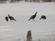 R-Bird - Winter scenes in Ross Township - turkeys R-Bird - Winter scenes in Ross Township - turkeys